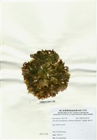 藏品(海木耳)的圖片